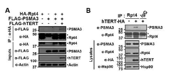 hTERT에 의한 Rpt4와 PSMA3 서브유닛간의 결합 증가