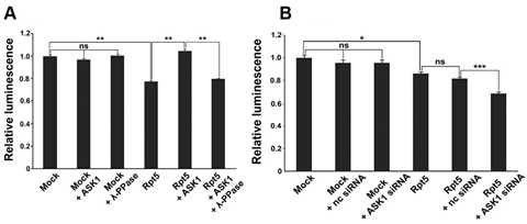 ASK1 과발현 (A) 혹은 녹다운 (B)에 따른 Rpt5의 ATPase 활성 변화
