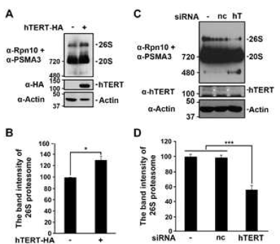 hTERT 과발현 (A & B) 혹은 녹다운 (C & D)에 따른 proteasome 조립 변화