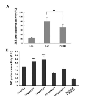 파킨슨병 동물모델에서의 프로테아좀 활성 감소