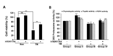 ER stress 유도조건 (TM)에서 hTERT에 의한 세포 생존률 증가 및 프로테아좀 활성 촉진