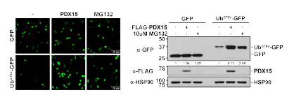 PDX15 과발현에 의한 proteasome reporter UbG76V-GFP의 발현양 증가