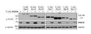 PDX15 과발현에 의한 proteasome subunit의 steady-state level 변화 확인