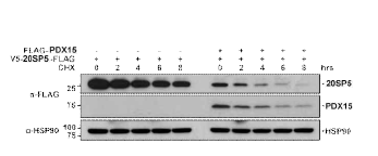 PDX15 활성화에 의한 20S complex의 20SP5 subunit의 발현 양 감소