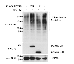PDX15 활성화에 따른 ubiquitinated 단백 축적