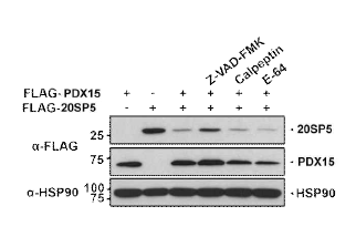 PDX15- ICE 경로 활성화에 의한 20S 구성 subunit 분해유도 및 단백질 분해현상 억제
