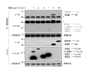 PDX15-ICE8 경로 활성화에 의한 20S 구성 subunit 분해유도 및 단백질 분해현상 억제