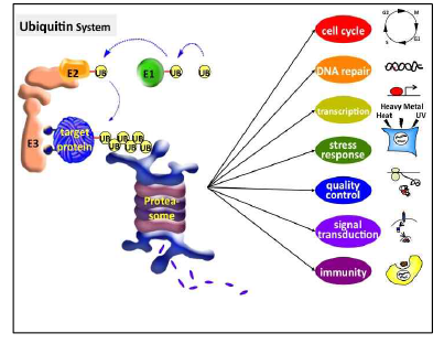 프로테아좀에 의한 정교한 단백질 분해반응