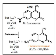형광펩티드 이용 프로테아좀 활성 분석
