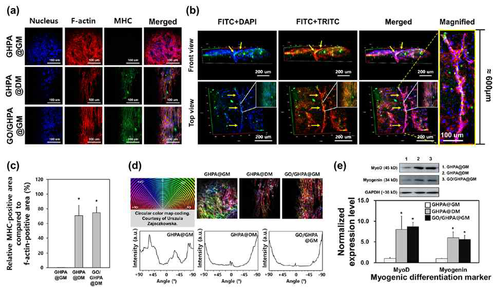 공초점 형광현미경을 통한 근분화 분석. 2D 이미지 (a), 3D 이미지 (b), MHC 발현 영역 (c), color mapping을 통한 세포 정렬도 정량 (d), western blotting을 통한 근분화 표지 단백질 분석 (e)