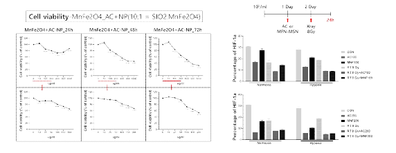 MFN-MSN 의 세포 독성 및 저산소 개선 효과 측정