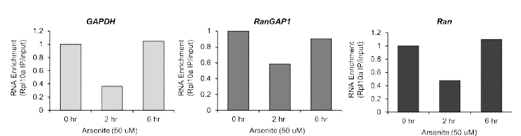 TRAP(translating ribosome affinity purification)-qPCR을 통해 산화적 스트레스의 경과에 따른 세포 내 단백질 번역의 변화를 정량적으로 분석함