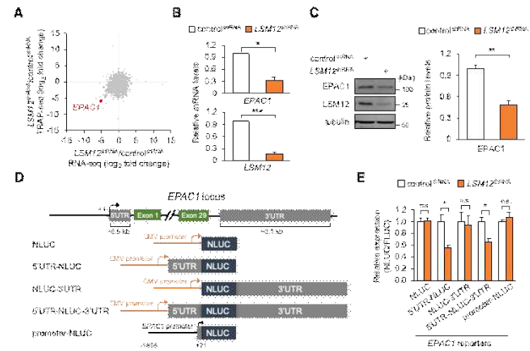 RNA-seq과 TRAP-seq을 통해 LSM12 유전자의 전사 후 유전자 발현 조절 표적 RNA 가운데 하나인 EPAC1 유전자를 동정함