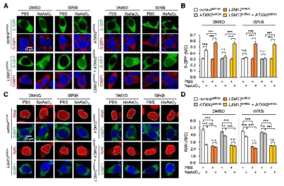 산화적 스트레스에 의한 stress granule 형성과 nucleocytoplasmic transport의 상호 의존성을 규명하기 위해 면역형광법을 수행함