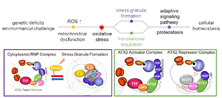 ATAXIN-2 단백질 복합체의 stress granule 형성과 전사 후 유전자 발현 조절에 의한 신호전달 경로의 활성변화, 단백질 항상성 (proteostasis) 및 산화적 스트레스 제어모델