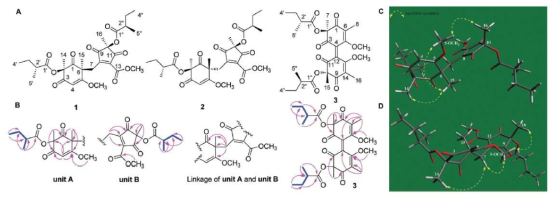 (A) Chemical structures of beauvetetraones A-C (1-3); (B) key COSY and HMBC correlations of 1 and 3; (C) and (D) key ROESY correlations of 1 and 2