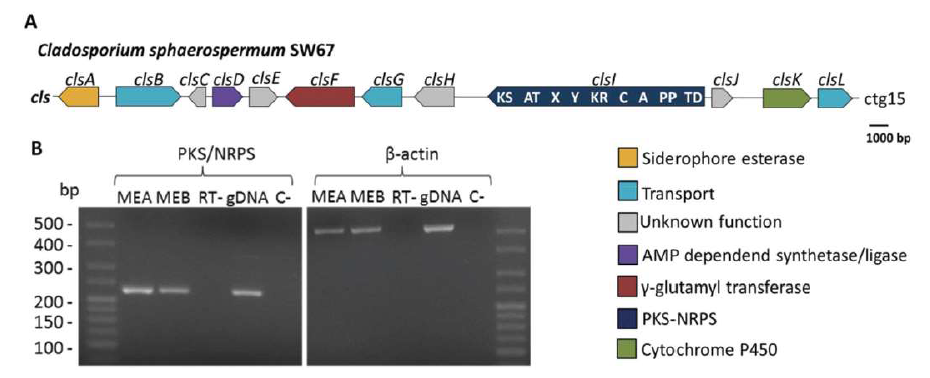 (A) Gene map of cls (PKS-NRPS) gene cluster; (B) Representive gene expression study of clsl (PKS-NRPS) and β-actin (housekeeping gene) using conventional reverse transcriptase PCR