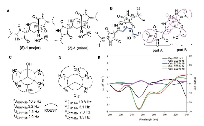 3.(A) Structures of compounds (E)-1 and (Z)-1. (B) Key COSY and HMB ccorrelations. (C and D) ROESY and J-based configuration analysis of 1. (E) Experimental and calculated ECD spectra of 1