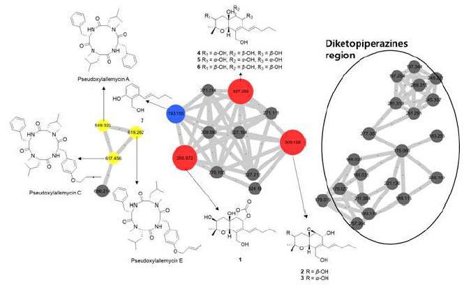 Molecular networking of Pseudoxylaria sp. X802