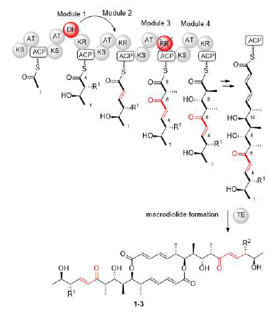 Proposed efomycin (1-3) polyketide synthase assembly line