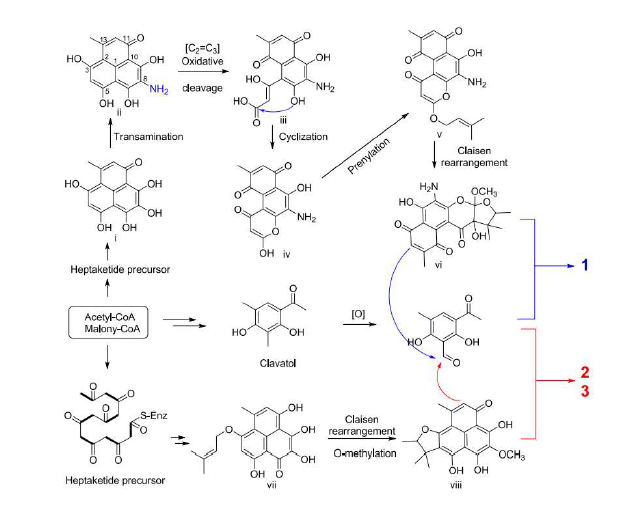 Hypothetical Biosynthetic Pathways for compounds 1-3