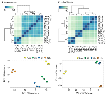 A. tamarense 와 Pseudoruegeria sp. 의 공배양 후 시간별 유전자 발현 패턴의 correlation 및 PCA 분석