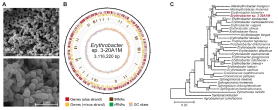 Erythrobacter sp. 3-20A1M의 형태학적, 유전적 특성 A. SEM image, B. Genome sequencing, C. Phylogenetic tree (Cho et al. 2021)