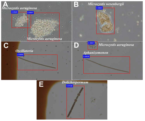 모델 학습결과. A: Microcystis aeruginosa; B: Microcystis wesenbergii; C: Oscillatoria; D: Aphanizomenon; E: Dolichospermum)
