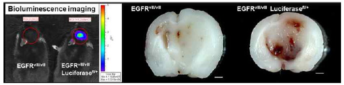 Luciferase 발현 생쥐 라인을 활용한 암성장 모니터링 기법의 확립