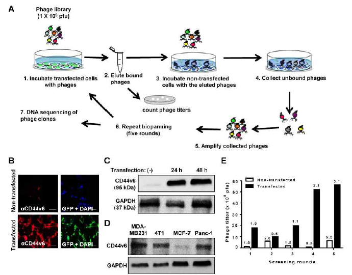 CD44v6에 대한 고친화도 펩타이드의 발굴