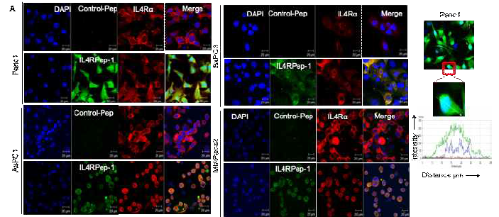 췌장암세포의 IL-4R 발현 및 IL4RPep-1 펩타이드의 세포 결합에 대한 형광현미경 분석