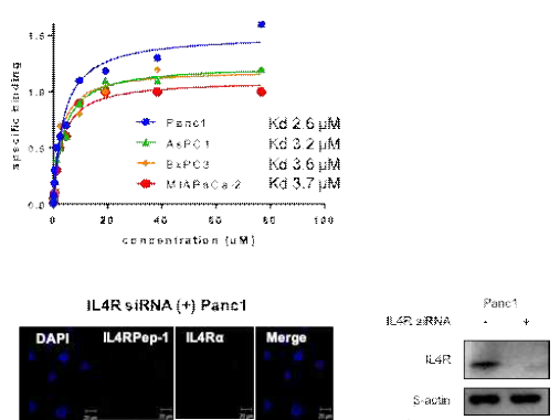 IL4RPep-1의 세포 결합 친화도