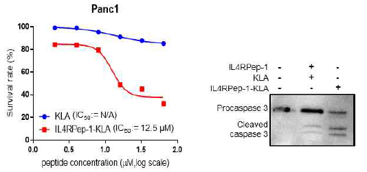 IL4RPep-1-KLA의 세포 독성 및 아폽토시스 유도