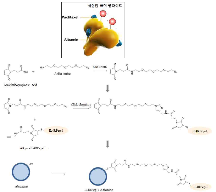 IL4RPep-1 표지된 아브락산 합성 과정