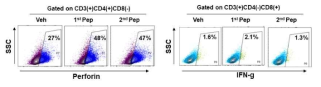 T cell에서 Perforin과 IFN-g expressing population 검증