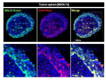 Cancer sphere에서 NINJ2과 CD44 co-staining