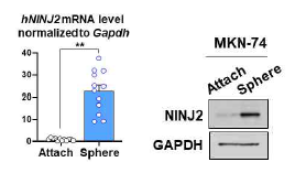 Cancer sphere 제작 후, NINJ2 mRNA 그리고 protein expression level 확인