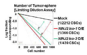 NINJ2 O/E에 의한 limiting dilution assays 후 tumorsphere formation 형성 능력 비교