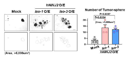 NINJ2 O/E에 의한 tumorsphere formation 형성 능력 비교