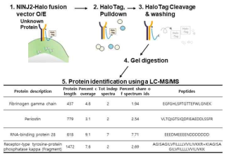 NINJ2 binding molecule 분석을 위해, NINJ2-HaloTag fusion vector 과발현 후, HaloTag로 pulldown, Cleavage 및 washsing 과정을 거친 후 LC-MS/MS를 진행함