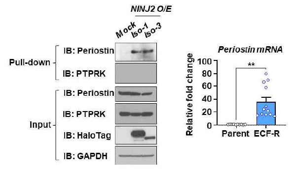 (좌) LC-MS/MS를 통해 얻은 candidate 중 Periostin과 PTPRK의 NINJ2 binding 검증. (우) ECF 내성 세포에서의 Periostin mRNA level 검증