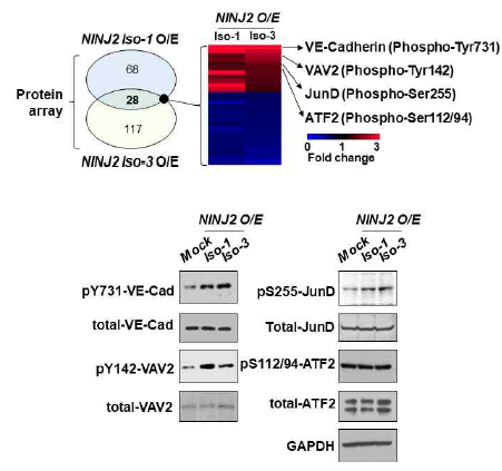 Antibody pshophorylation assay를 통해 NINJ2 Iso-1 및 Iso-3에 의해 증가되는 phosphorylated protein 검증