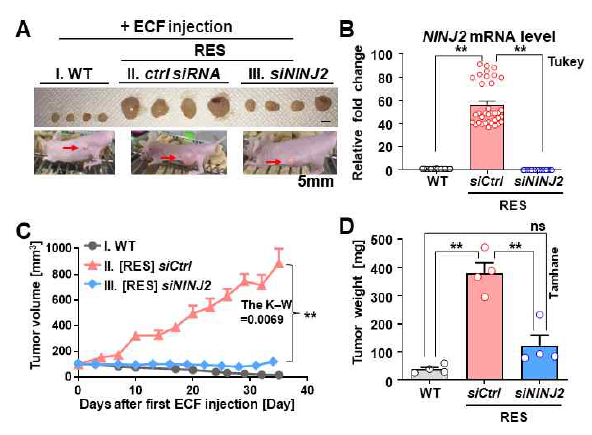 (A-D) [Xeno-transplantation 실험] NINJ2 발현 억제를 통해 항암제 민감성 검증