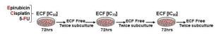 ECF-resistant (ECF-R) gastric cancer cells 제작 과정