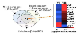 REA-seq 분석에 근거하여, WT과 RES에서 15배 이상 변화하는 유전자, “Integral component of plasma membrane (GO:0005887)” 및 “Cell adhesion (GO:0007155)” 관련 유전자를 venn diagram으로 정리