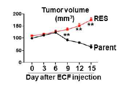 Parent와 ECF-R gastric cancer cells을 면역결핍마우스에 주입 함. 그리고 100mm3 size의 tumor mass 유도 후 ECF를 마우스에 주입 함. 표기된 시간에 따라 tumor volume을 측정 함