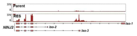 RGV analysis for human NINJ2 isoform, based on RNA-sequencing of WT and RES (hg19 base)