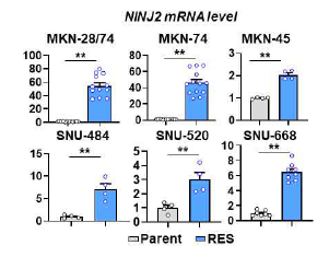 6가지 human gastric cancer cell로부터 제작한 ECF-R 세포의 NINJ2 발현 검증