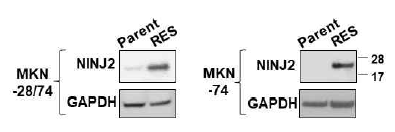 [MKN-28/74, MKN-74] Parent, ECF-R의 cell lysate에서 NINJ2 발현 검증 (Western blot analysis)