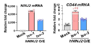 NINJ2 O/E에 의한, CD44(+) 발현 검증